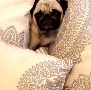 Meet your Posher, Elisa